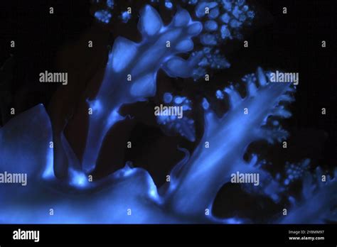 Luminol is a chemical used in forensics to detect traces of blood ... 