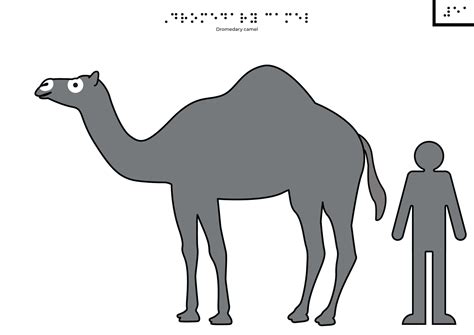 Camel - Tactile Images Encyclopedia