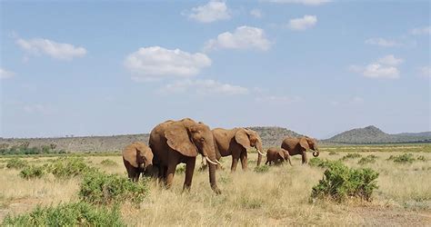 Days Amazing Samburu National Reserve Safari