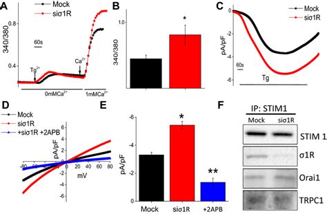 σ1R regulates TRPC1 mediated SOCE in SH SY5Y cells a Ca² imaging was