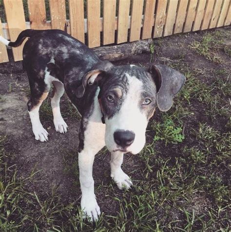 Great Dane and Pitbull Mix: Puppies, Pictures, Temperament