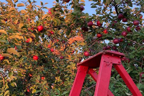 Les Meilleurs Vergers Pour Une Sortie Aux Pommes Dans Les Basses