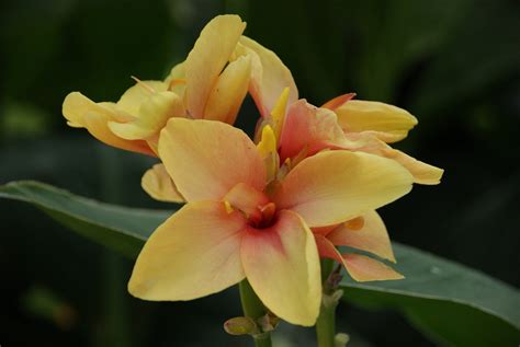 Canna Jaune Bloom Photo Gratuite Sur Pixabay