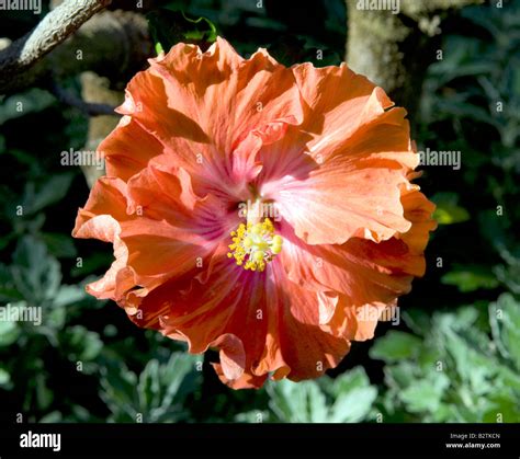 Hibiscus `malvaceae` Stock Photo Alamy