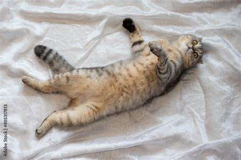 Funny fat cat sleeps on his back with his belly up. Lazy fat cat ...