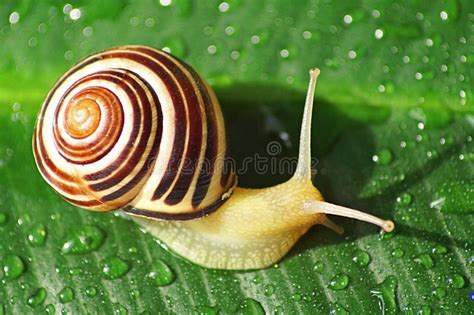 Snail with Shell with Colors and Circles Stock Image - Image of slime ...