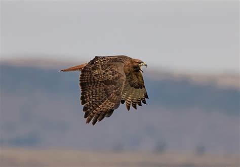 Hawk Scream Photograph By Loree Johnson Pixels