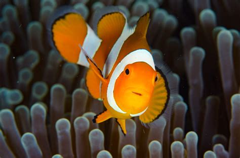 Thyroid Hormones Dictate Clownfish Early Life Coral Magazine