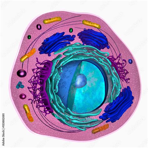 3D model of a eukaryotic cell Stock Photo | Adobe Stock