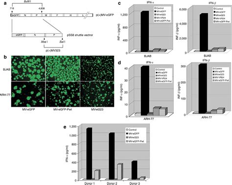 Generation Of Mv Egfp Pwt And Its Ifn Inducing Properties In Tumor And