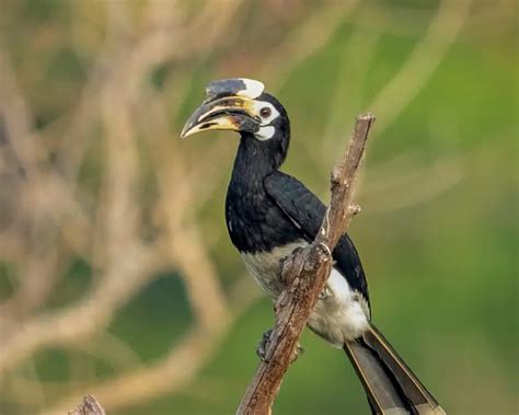 Palawan Hornbill Facts Diet Habitat And Pictures On Animaliabio