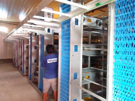 H Type Battery Cage Project Philippines Poul Man