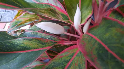 Aglaonema Plant Care Aglaonema Flower Red Lipstick Chinese Evergreen