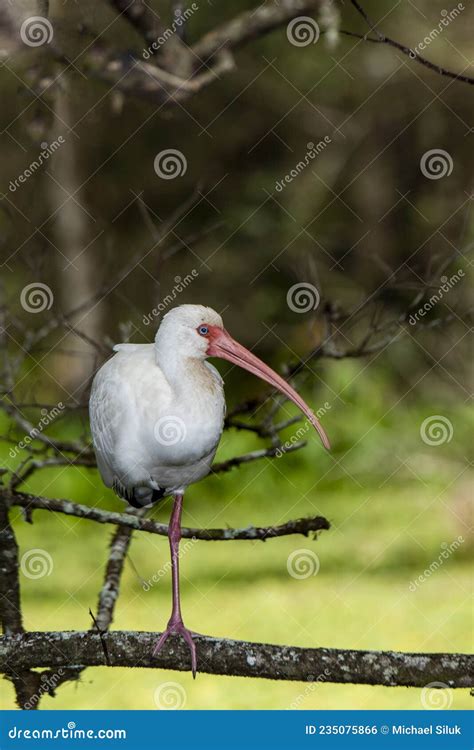 White Ibis Standing On One Leg In The Everglades Stock Photo Image Of