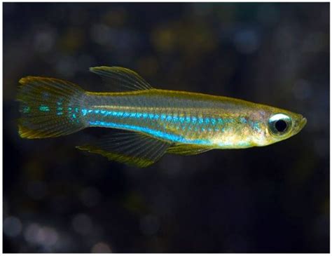 Lampeye Killifish Arizona Aquatic Gardens