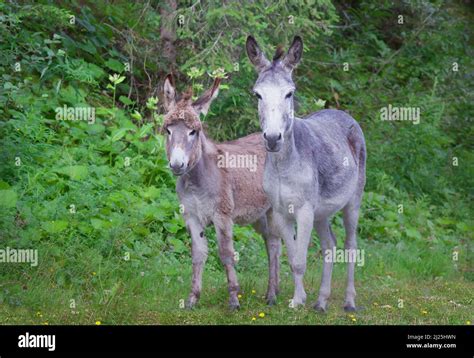 domestic donkey ass jenny  foal standing   edge   forest