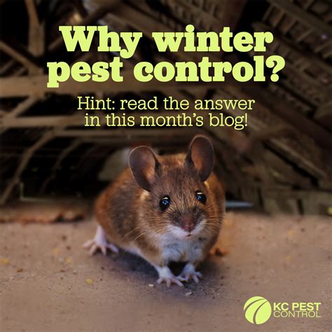 Why Pest Control In Winter Kc Pest Control