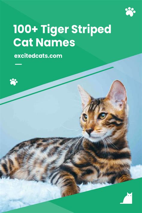 100+ Tiger Striped Cat Names | Имена, Кот