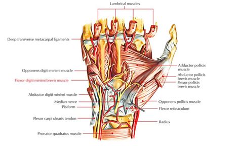 Flexor Digiti Minimi Brevis Santa Barbara Deep Tissue Riktr PRO