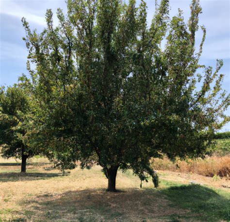 Moorpark Apricot Tree (Potted) – Grow Organic