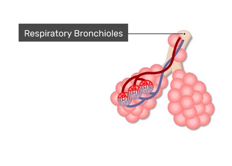 Lung alveoli: anatomy and labeled diagram | GetBodySmart