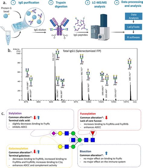 Lcms Analysis Of Igg Fc Glycopeptides A Schematic Workflow The