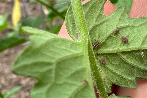 Aphids On Tomato Plants (Treatment and Prevention) - Geeky Greenhouse