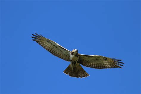 Hawk Identification — Allegheny Plateau Audubon Society