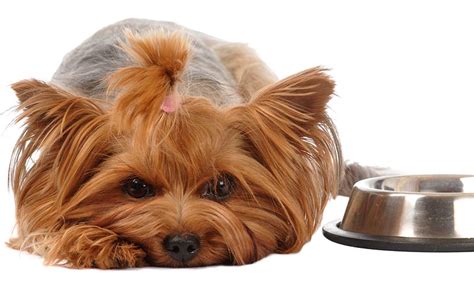 Best Dog Food For Yorkies - Tips and Reviews From Puppies To Seniors