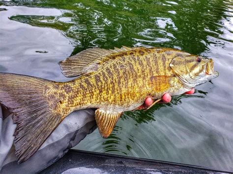 🔥 Free Download Itap Of A Beautiful Smallmouth Bass Photo Capture Nature By Karens5