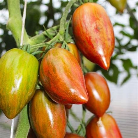 Томат Зуб кабана: описание сорта помидоров, характеристики. Особенности ...