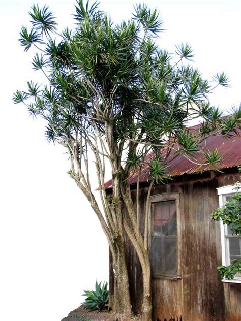 Dracaena Marginata In The Wild A Voyage Inside The Dragon S Lair