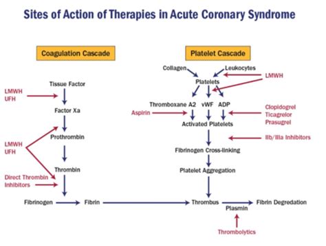 Ua Nstemi Pathophys Management Anticoagulants Flashcards Quizlet