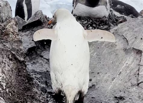 Rare penguin with all-white plumage spotted in Antarctica | Daily Mail ...