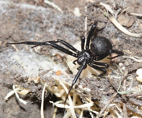 Western Black Widow Latrodectus Hesperus Bugguidenet