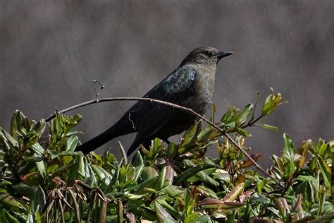 Brewer S Blackbird Female Euphagus Cyanocephalus Flickr