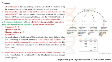 DNA sequencing | PPT