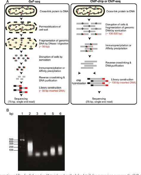 Figure From High Resolution Mapping Of In Vivo Genomic Transcription