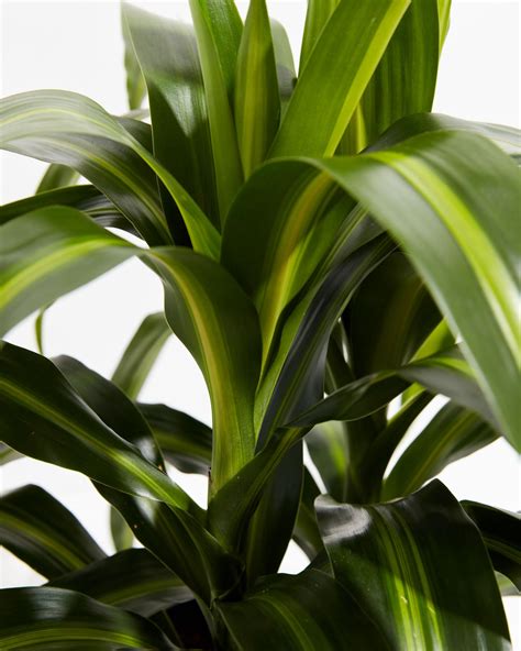 Dracaena Warneckii Hawaiian Sunshine Indoor Plants Lively Root