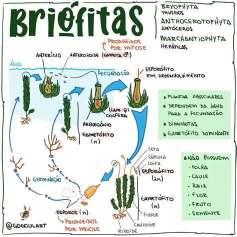 Mapa Mental Sobre Bri Fitas Sololearn The Best Porn Website