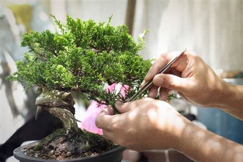 Tipos de árboles bonsái una guía completa de variedades Foliage