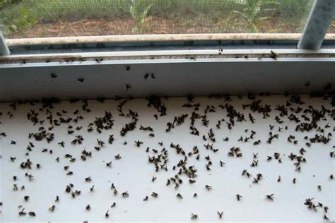 How To Get Rid of Gnats in House/Bathroom? - homeimprovementzine.com