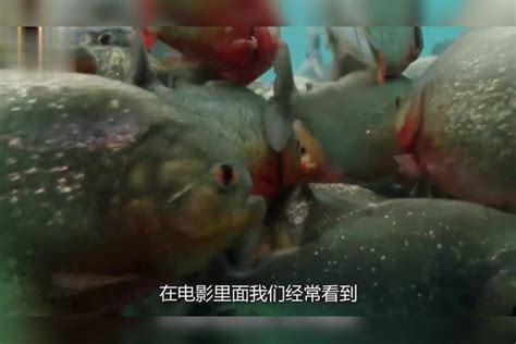 为了测试食人鱼，老外将150条食人鱼饿了6天后，亲自跳进鱼池