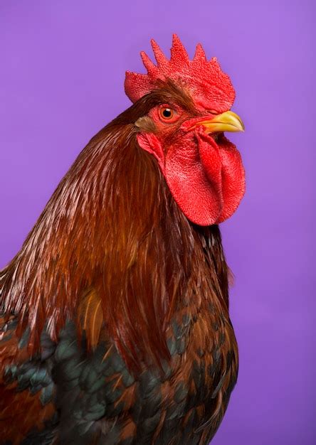 Premium Photo | Close-up of a welsummer dutch rooster against purple ...