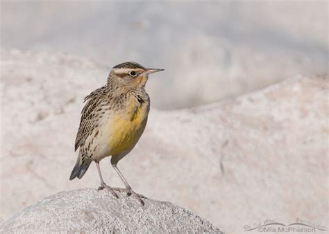 Western Meadowlark On A Salt Encrusted Boulder On The Wing Photography