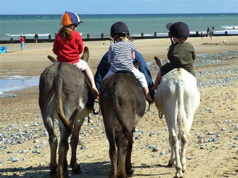 Donkey rides on Cromer Beach, Norfolk. | Donkey pics, Donkey, Riding