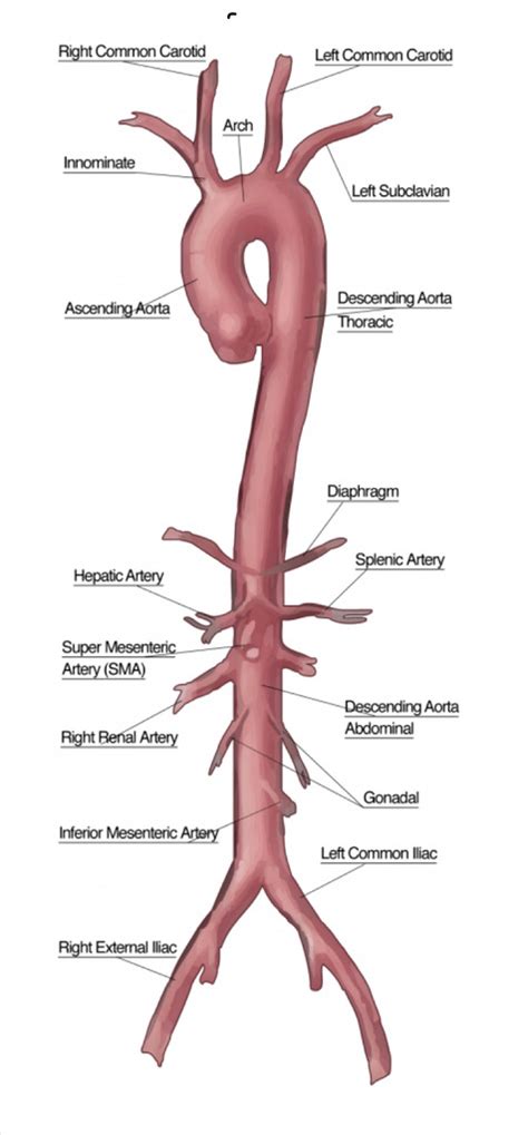 Aorta Diaphragm Diagram Quizlet