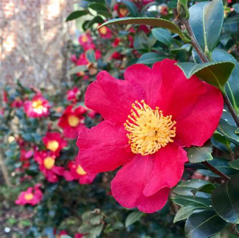 Yuletide Sasanqua Camellia Red Christmas Flowers Christmas T