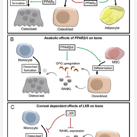 Role Of Pparγ Pparβδ And Lxrs During The Control Of Osteoblast And