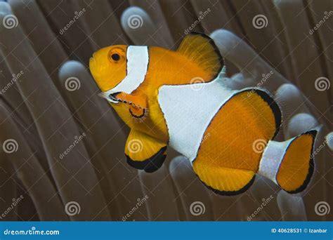 Clownfische Beim Betrachten Sie Von Der Anemone Stockbild Bild Von